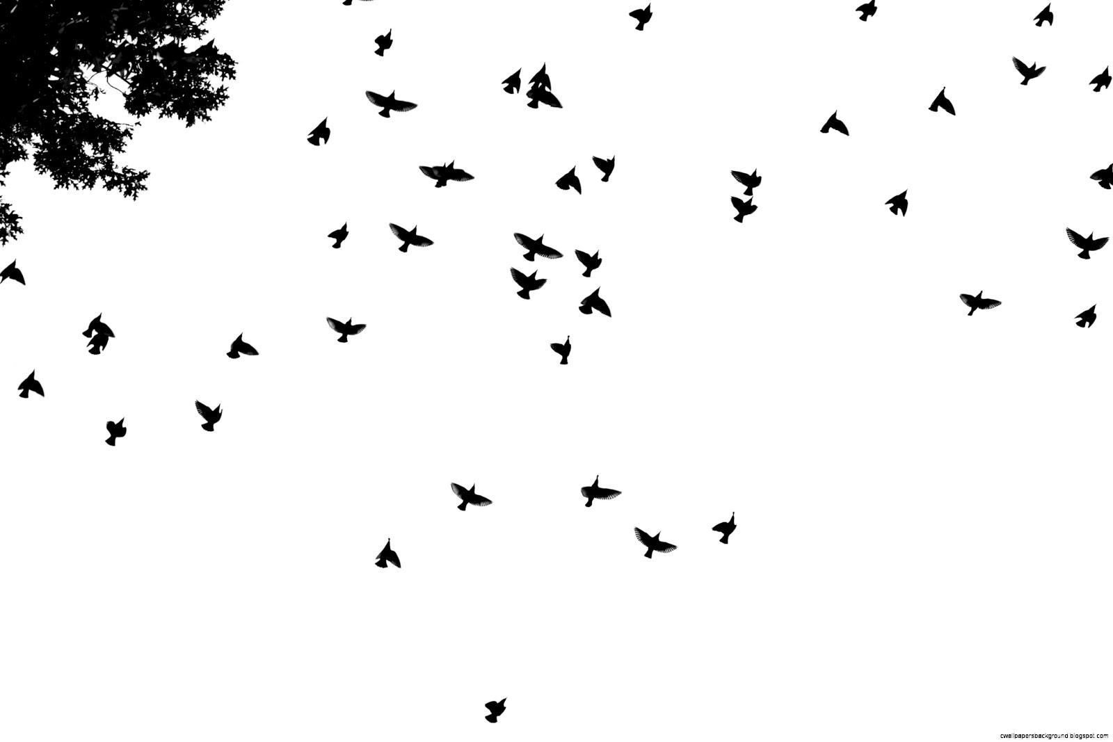 1600x1067 Black And White Bird Wallpaper