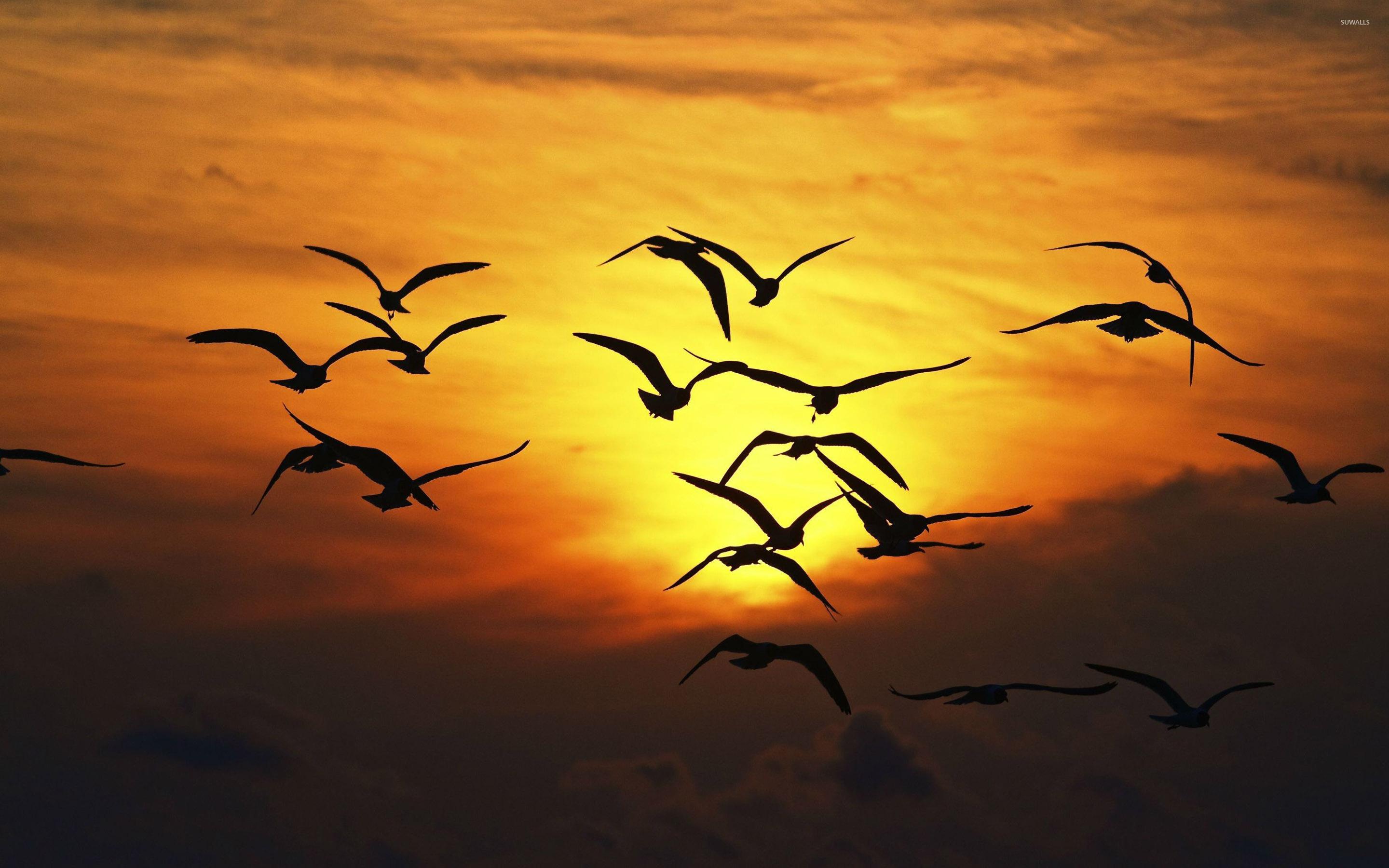 2880x1800 Free download Bird flock silhouette wallpaper Animal wallpaper 28374 [2880x1800] for your Desktop, Mobile & Tablet. Explore Bird Silhouette Wallpaper. Silhouette Wallpaper for Walls, Tree Silhouette Wallpaper, Woman Silhouette Wallpaper