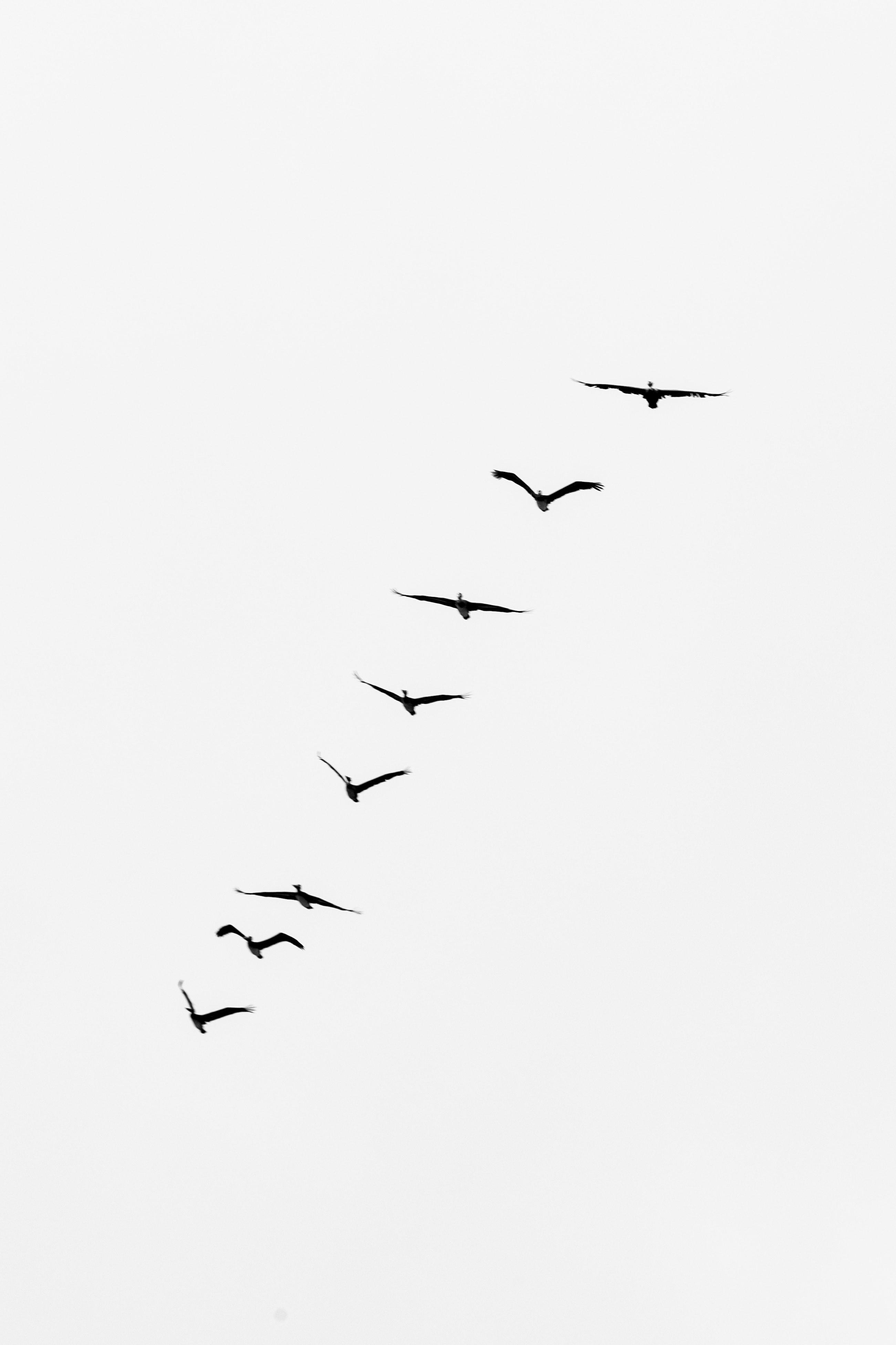 2602x3903 Silhouette of Flying Birds · Free