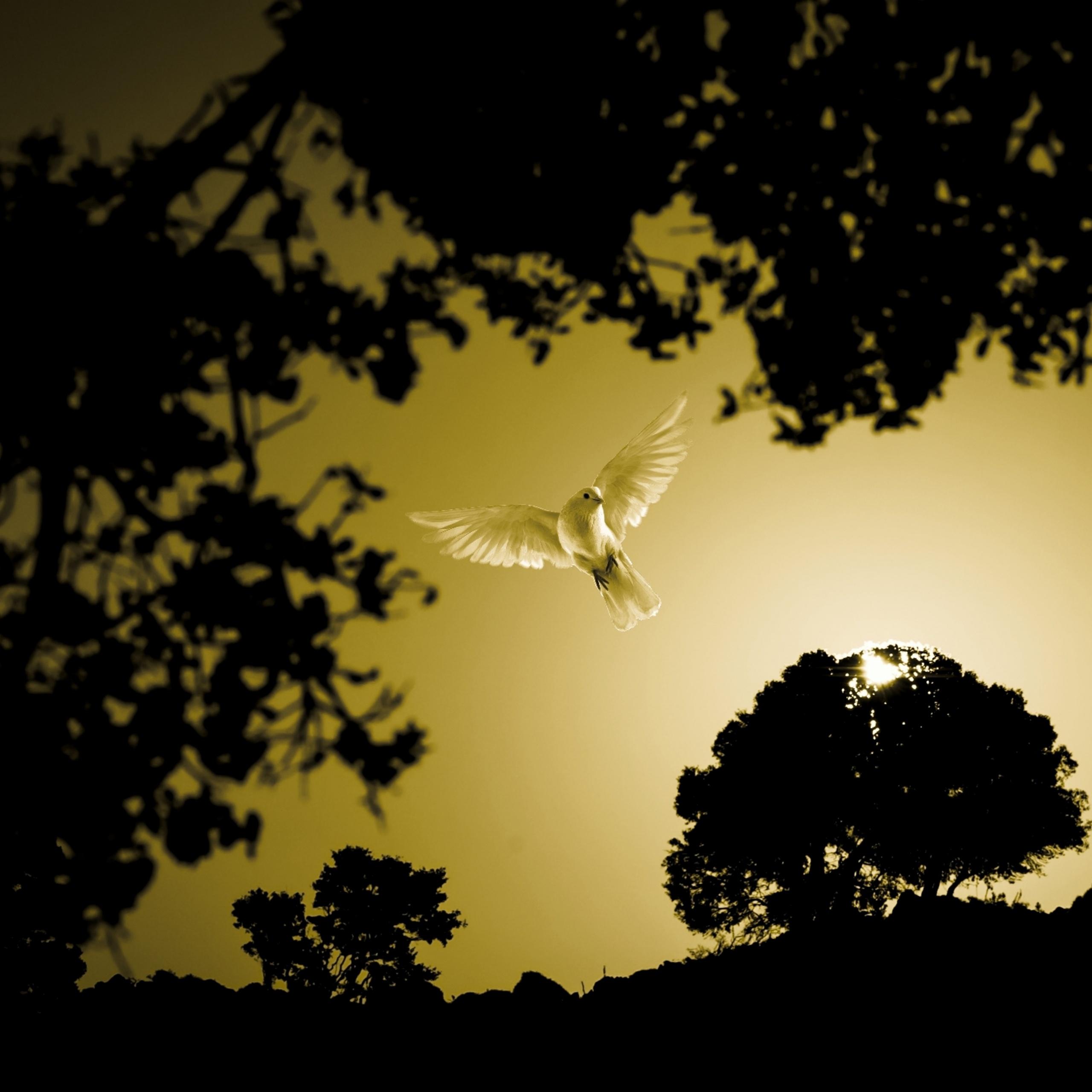 2560x2560 Dove Wallpaper 4K, Flying bird, Sunset, Trees, Silhouette, Scenic, Animals