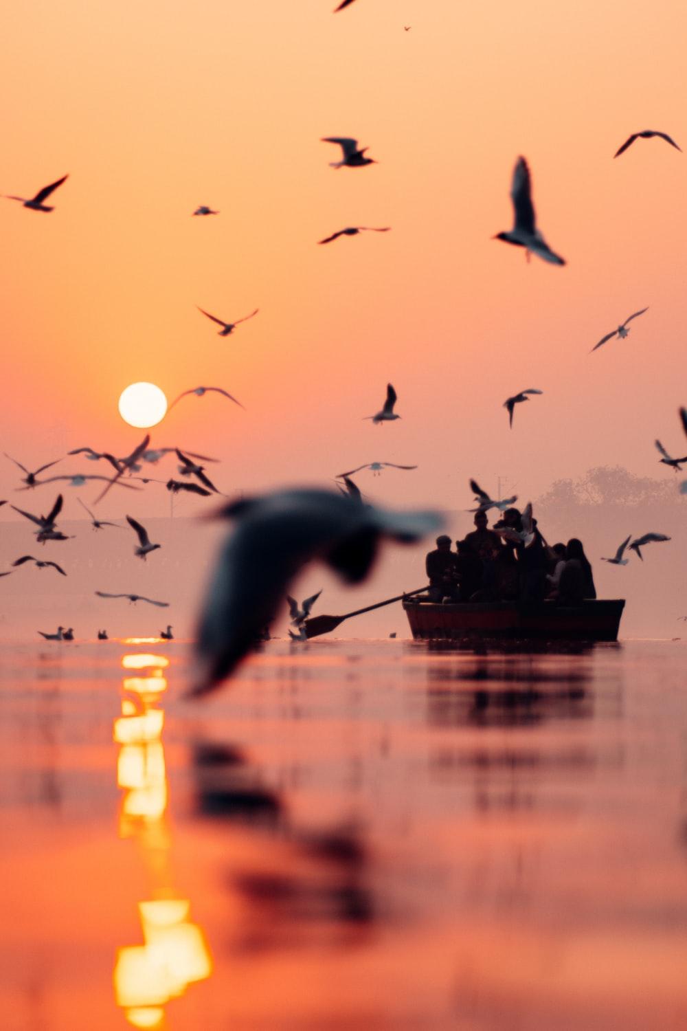 1000x1500 Birds Silhouette Picture. Download Free Image
