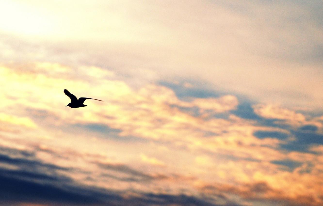 1332x850 Wallpaper the sky, freedom, clouds, flight, background, widescreen, bird, Wallpaper, mood, wings, Seagull, silhouette, wallpaper, sky, widescreen, background image for desktop, section настроения