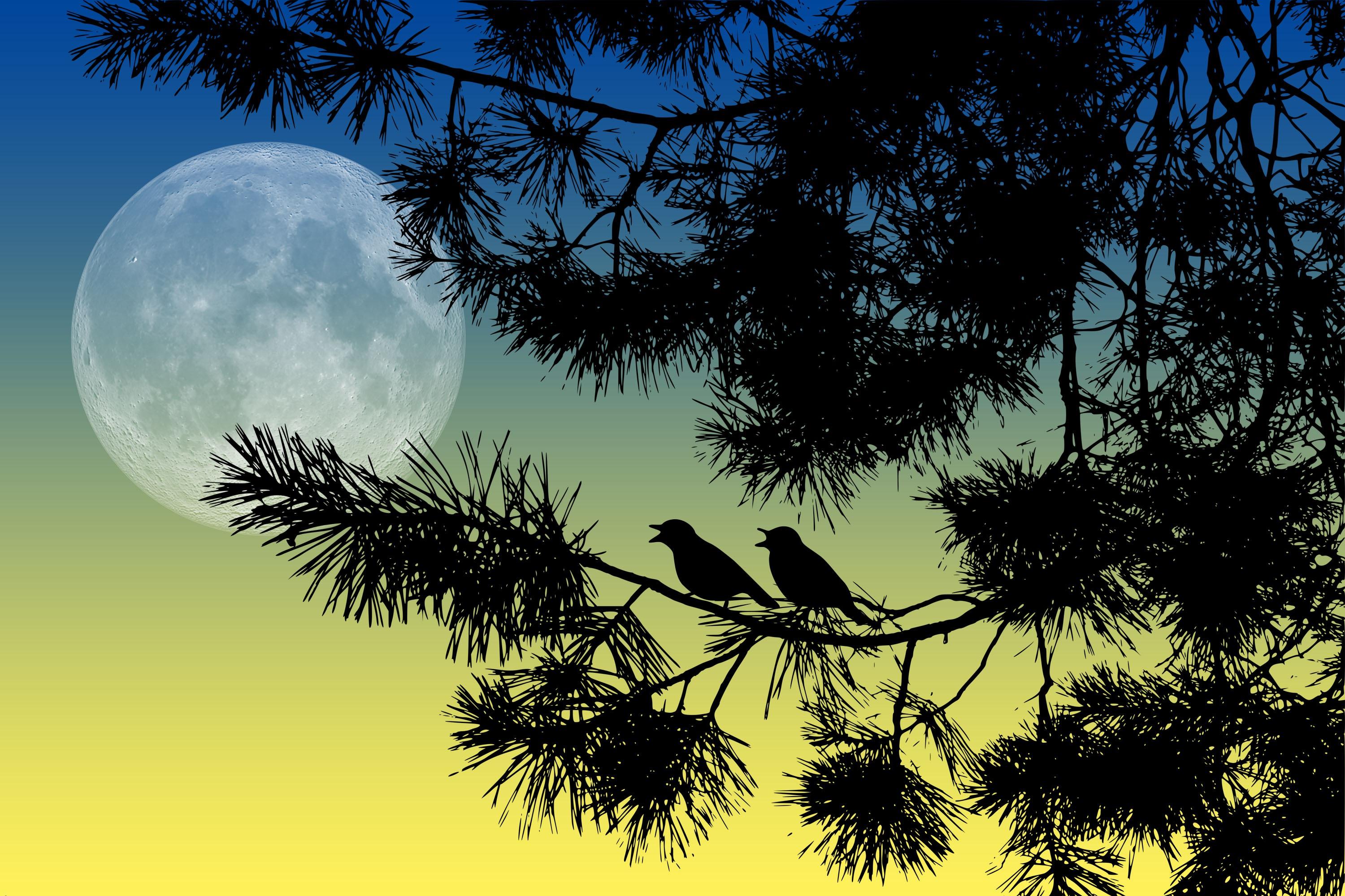 3000x2000 Desktop Wallpaper bird silhouettes Moon Night Branches 3000x2000