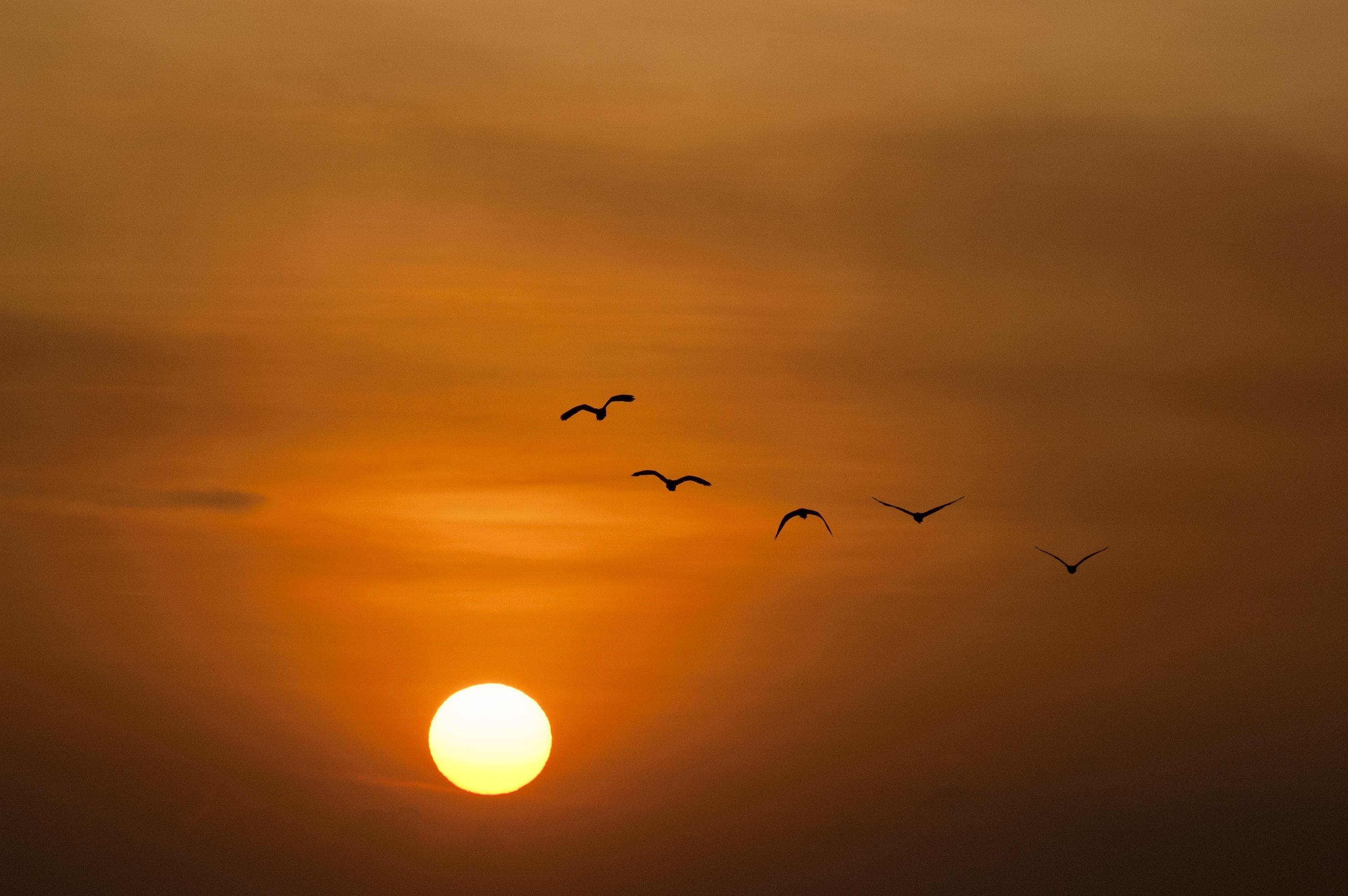 3008x2000 Birds Silhouette during Sunset · Free