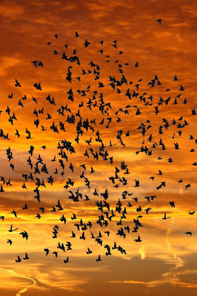 800x1200 Download Wallpaper 800x1200 Birds, Silhouettes, Sky, Flight, Sunset, Clouds Iphone 4s 4 For Parallax HD Background