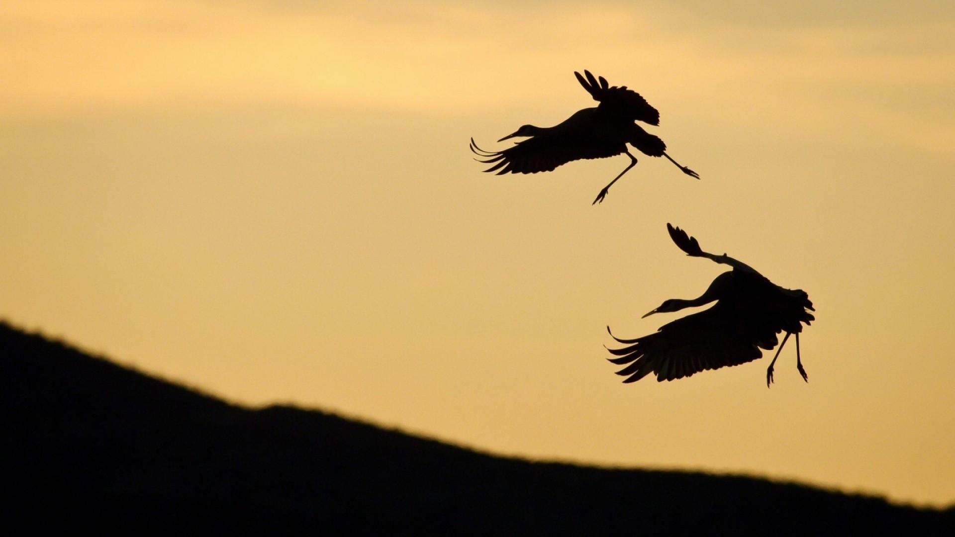 1920x1080 Stork Bird Silhouette Wallpaper 44577 1920x1080px