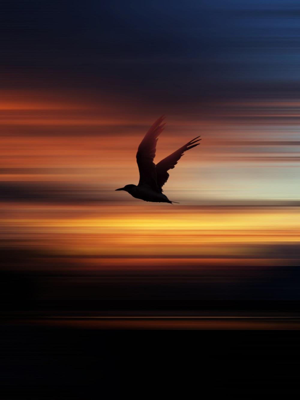 1000x1333 silhouette of bird flying during sunset photo