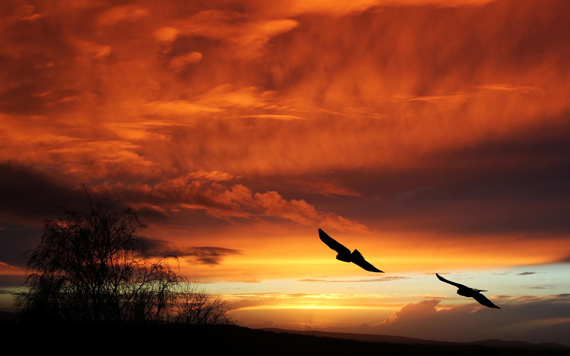 1920x1200 birds, Silhouette, Sunset, Orange, Sky, Flight, Animals, Landscapes, Clouds Wallpaper HD / Desktop and Mobile Background