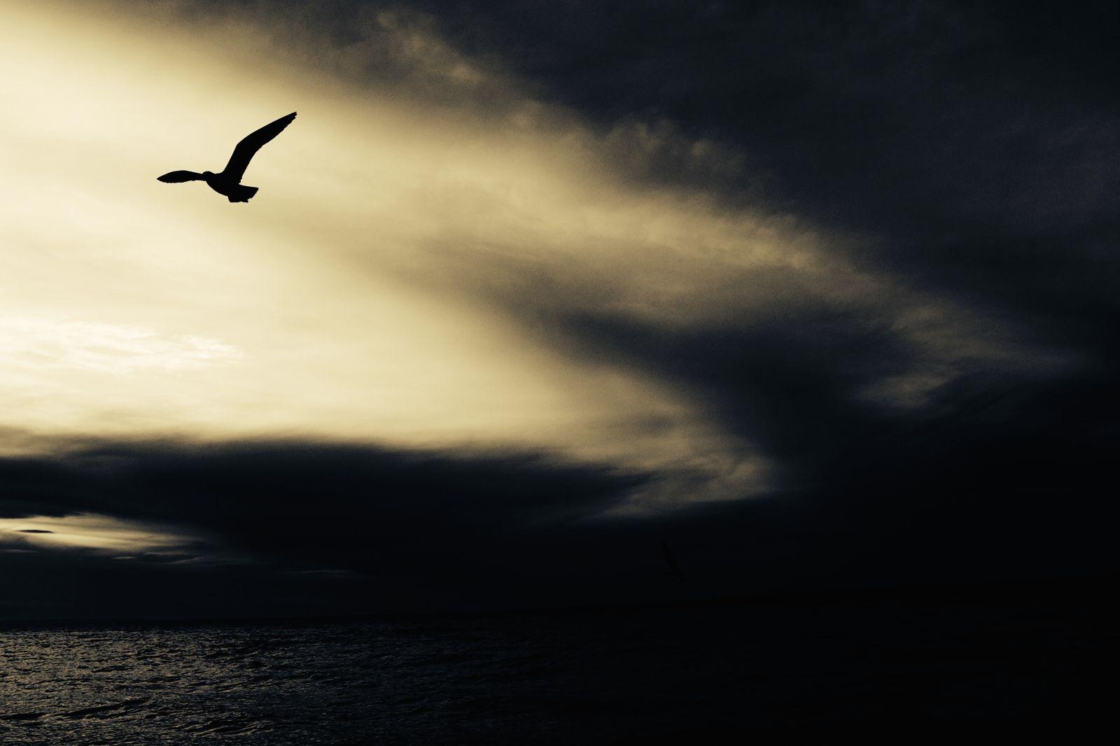 1600x1066 Sky Water Animal Ocean Sunset Sunrise Silhouette Bird Cloudy Flying Wallpaper.com. Best High Quality Wallpaper