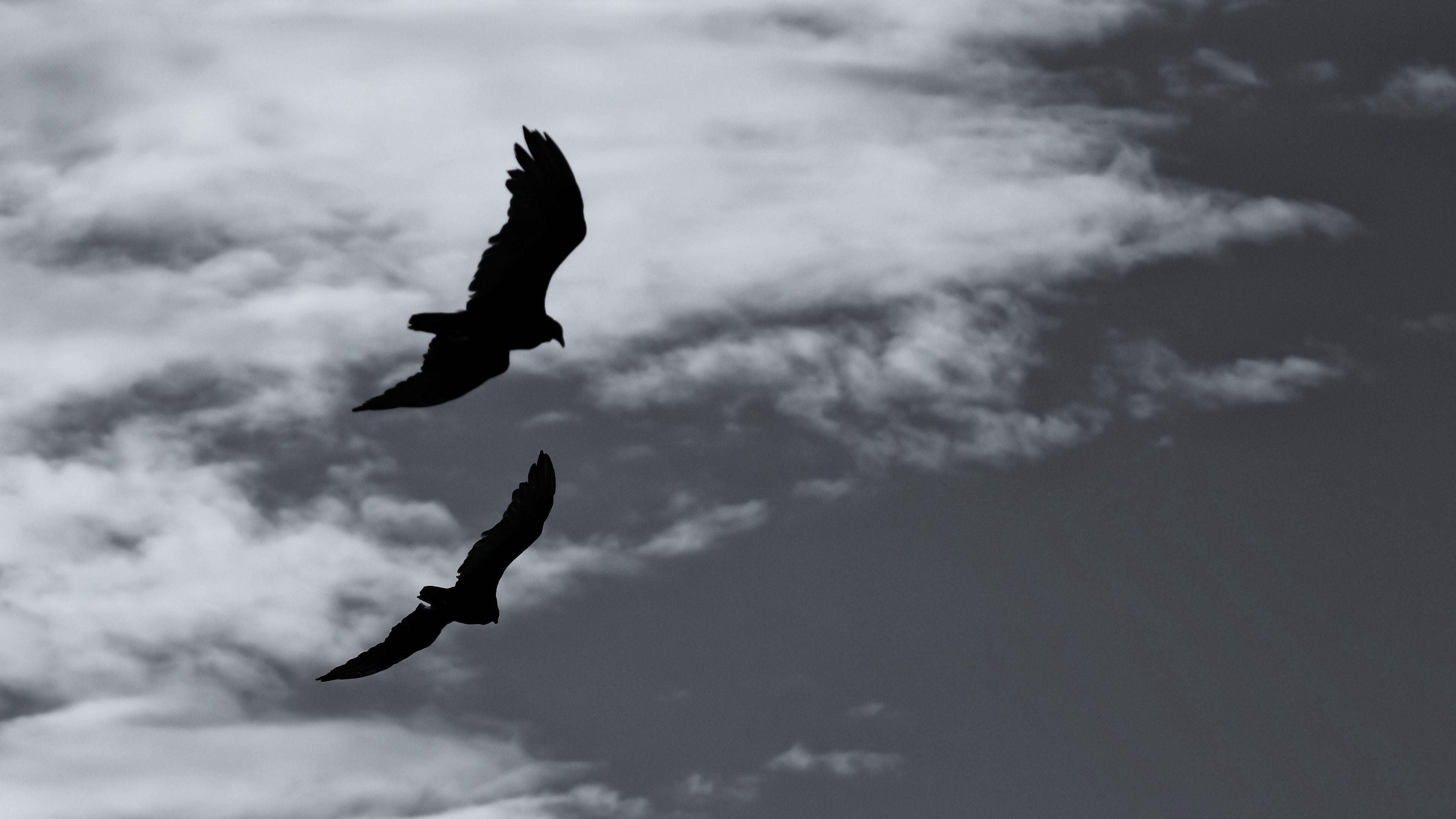 3840x2160 HD Wallpaper for theme: silhouette HD wallpaper, background