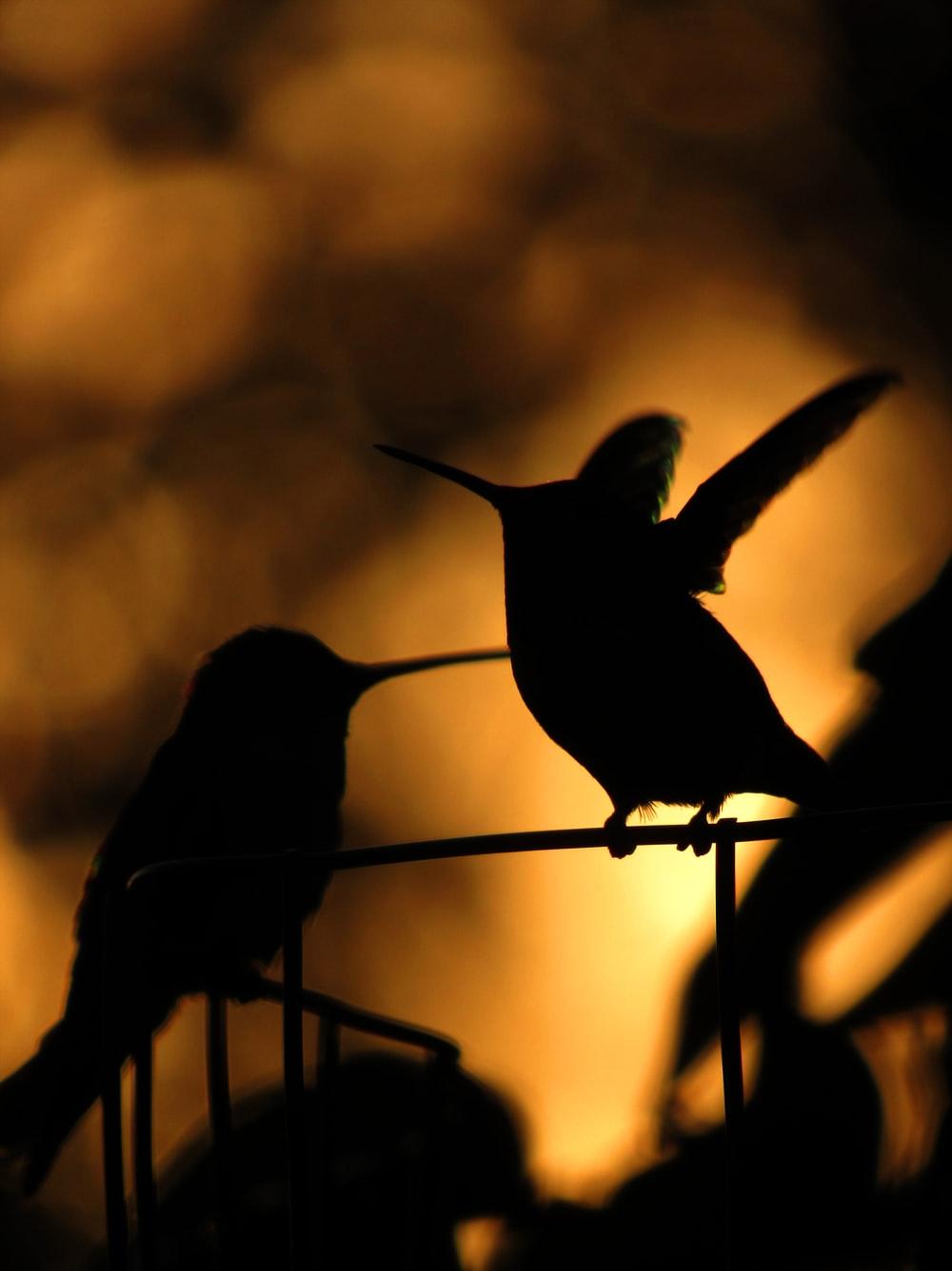 1000x1336 Bird Silhouette Picture. Download Free Image