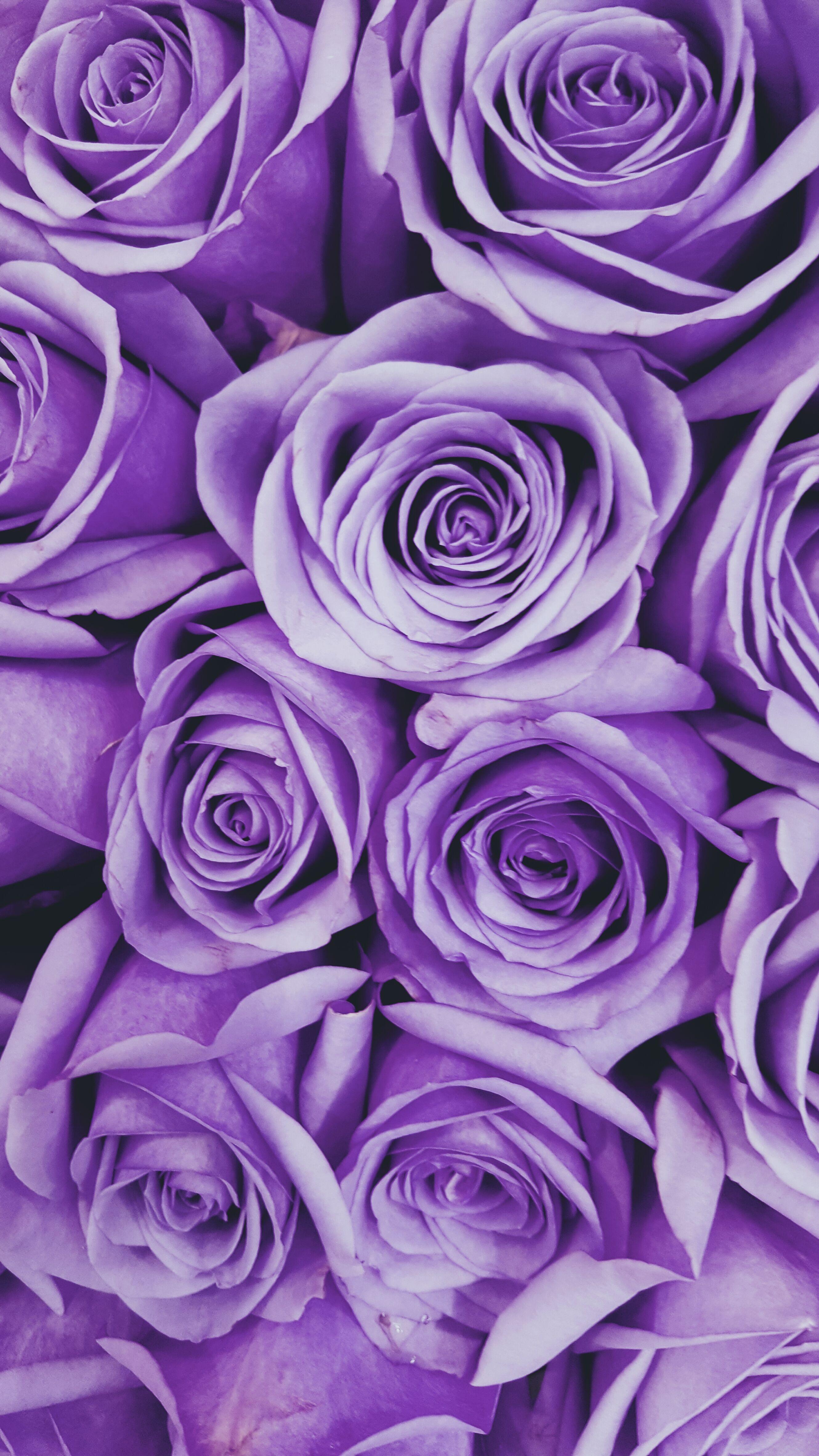50777 Purple Roses Stock Photos  Free  RoyaltyFree Stock Photos from  Dreamstime