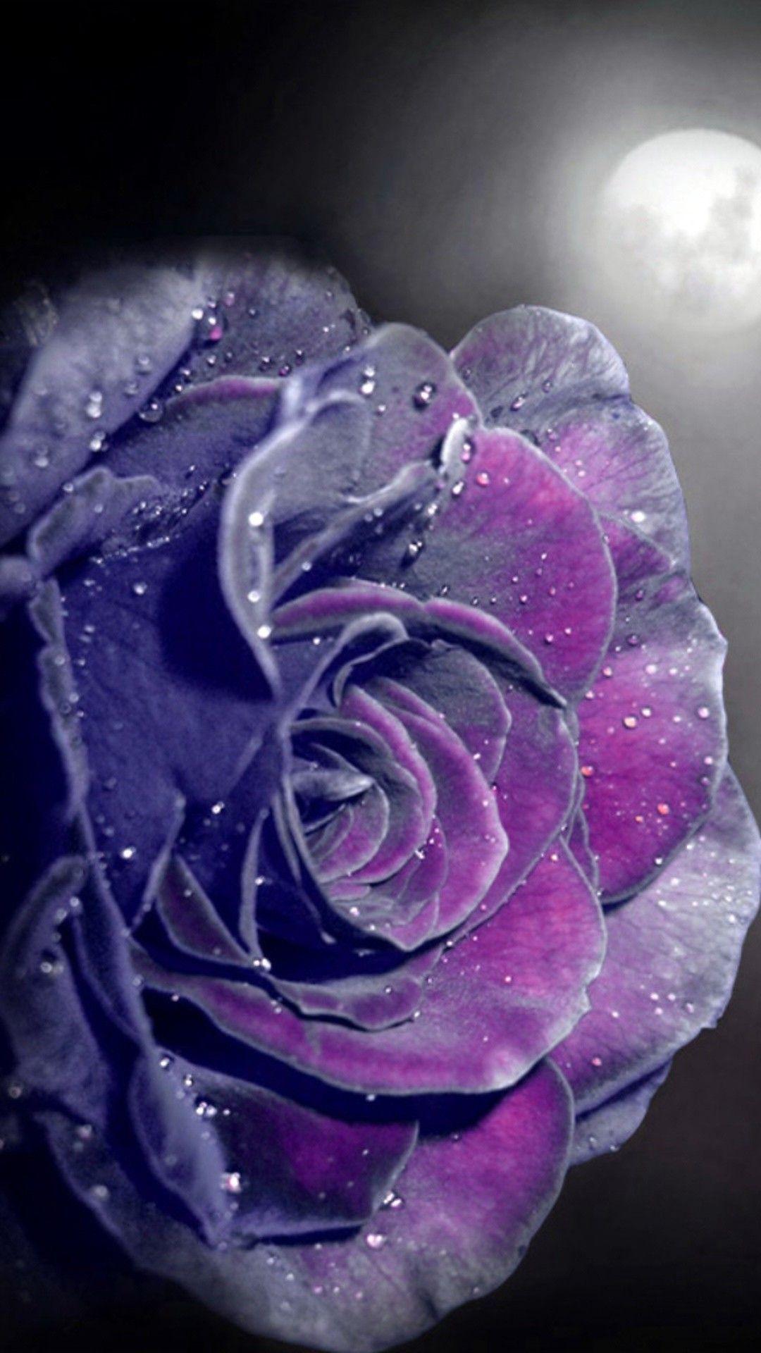 1080x1920 Res: 1080x DISCLAIMER: This image is provided only for personal use. If you found any image co. Purple roses wallpaper, Purple roses, Rose flower wallpaper