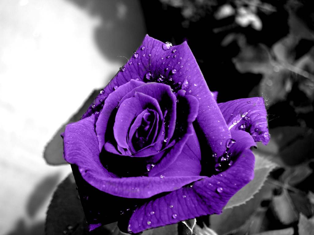 1024x768 Purple Rose Wallpaper