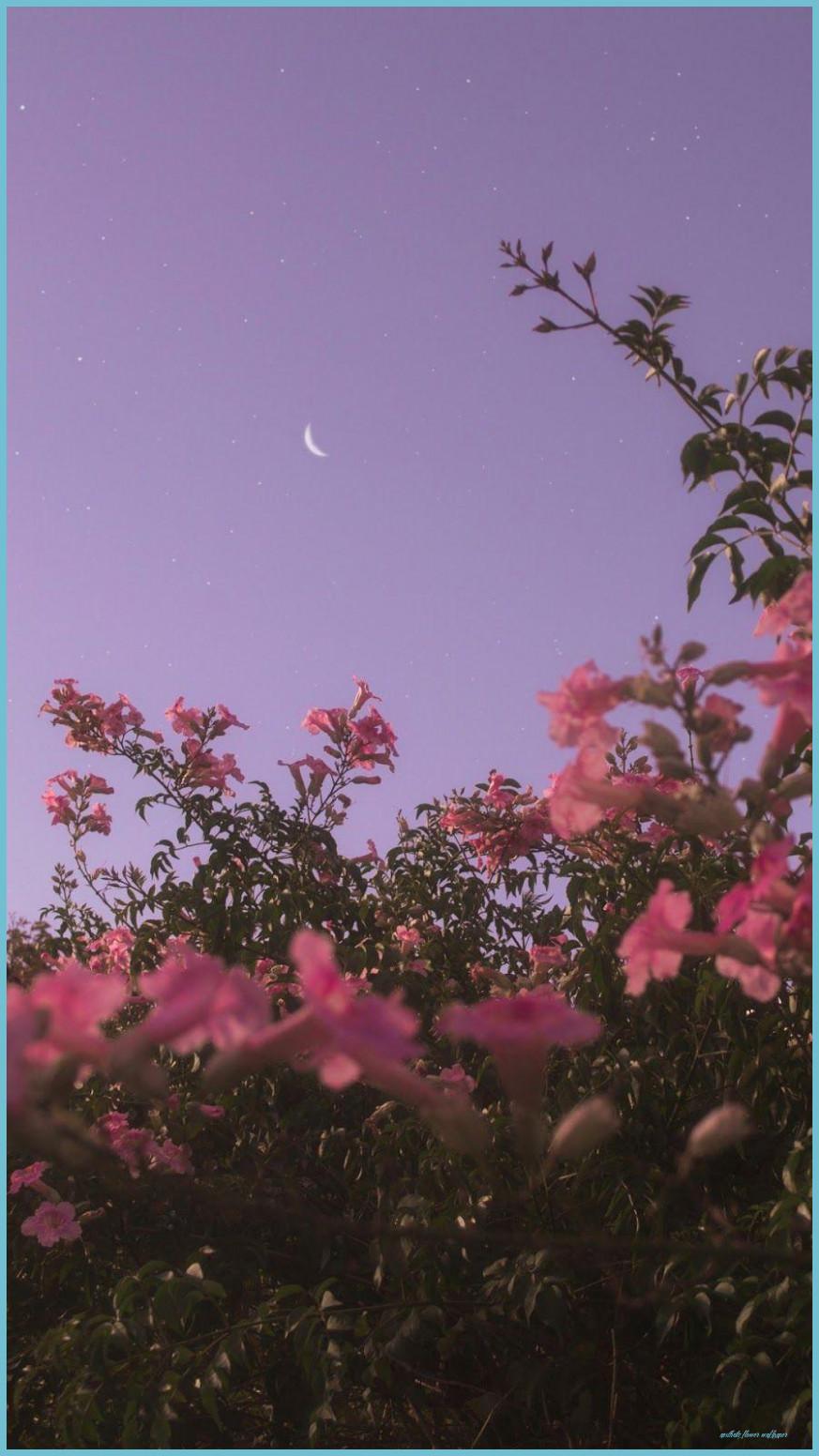 873x1552 Aesthetic Flower And Sky Wallpaper Flower Wallpaper
