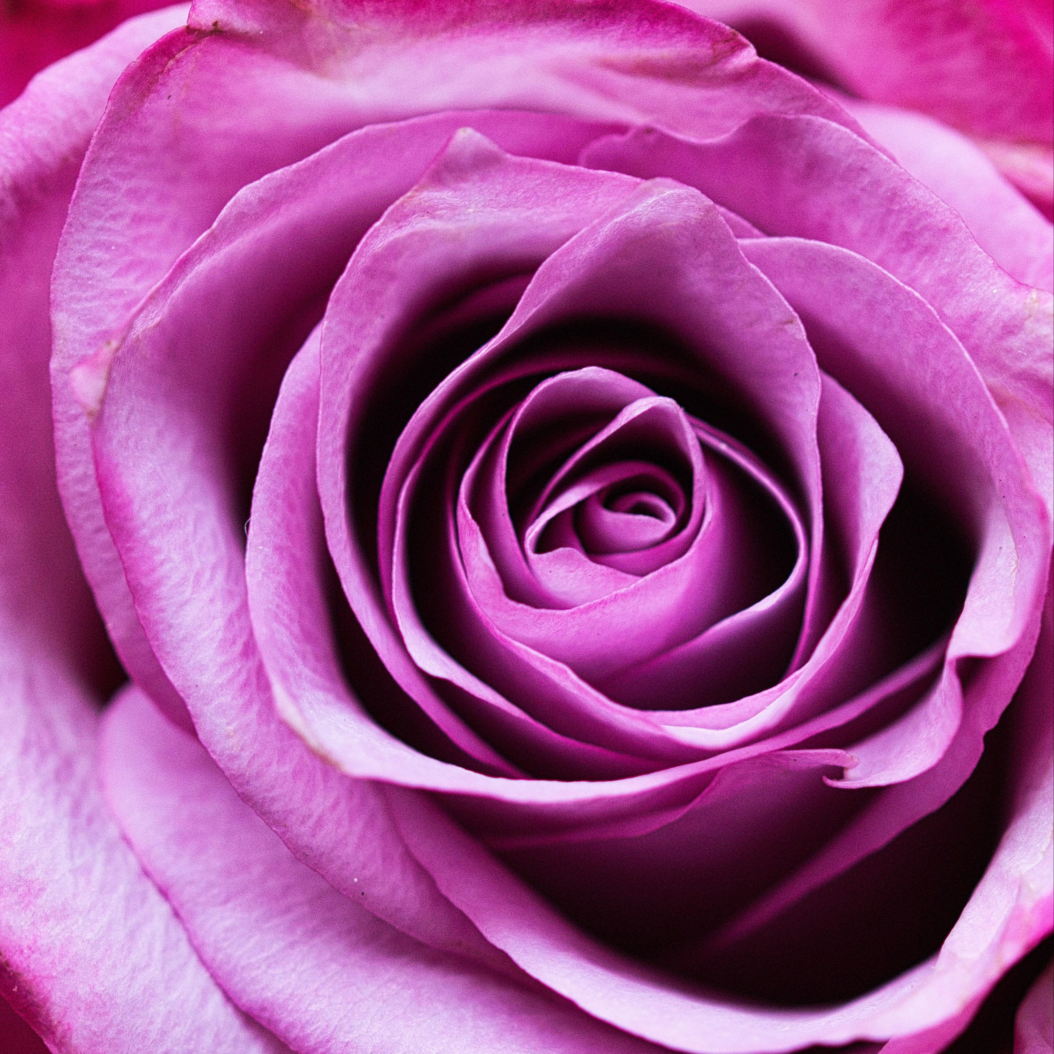 3415x3415 Download wallpaper 3415x3415 rose, flower, romance, closeup, pink, petals ipad pro 12.9 retina for parallax HD background