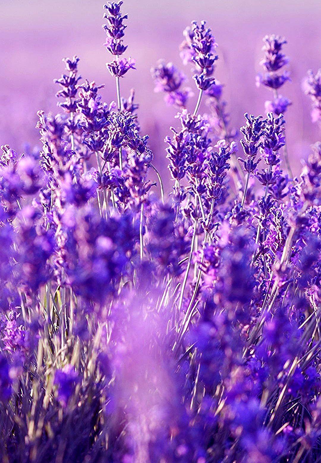 1080x1558 √ Purple Flower Aesthetic