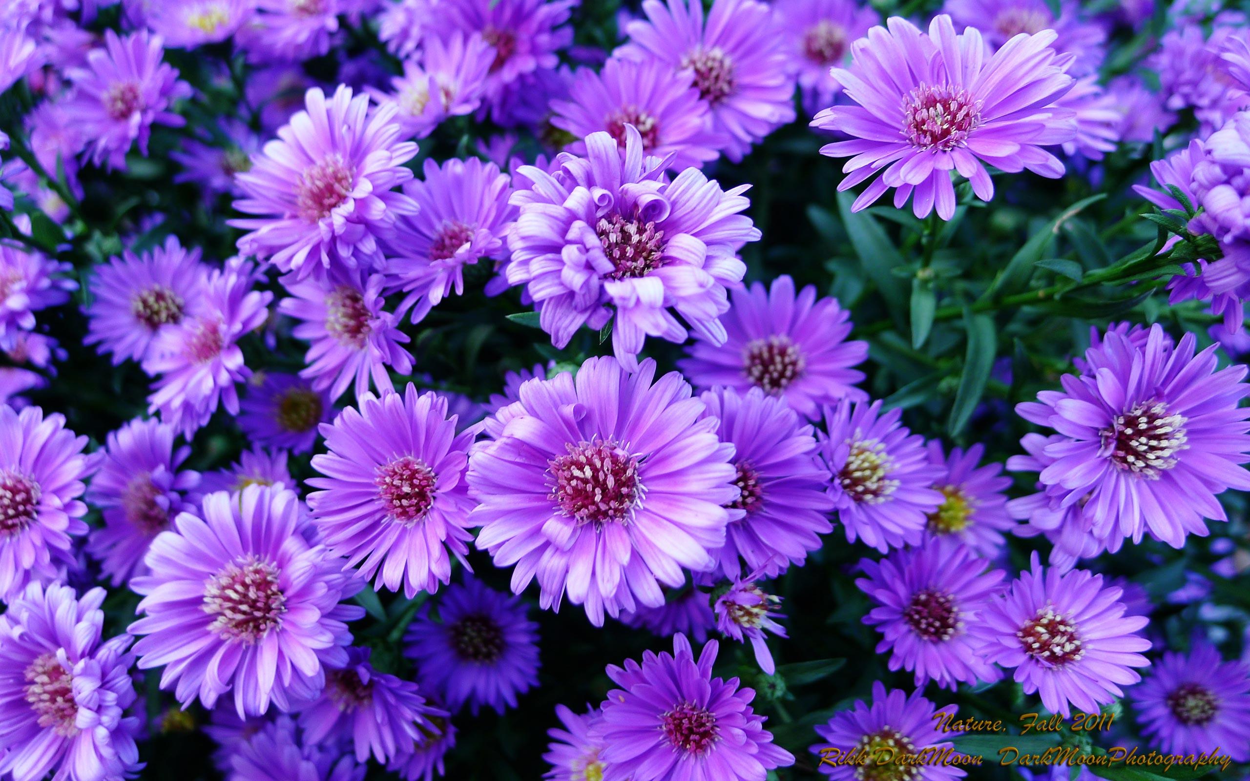 2560x1600 Free download Beautiful Purple Flowers Wallpaper Beautiful purple flowers for [2560x1600] for your Desktop, Mobile & Tablet. Explore Beautiful Purple Roses Wallpaper. Purple Orchid Wallpaper, Free Wallpaper of Purple