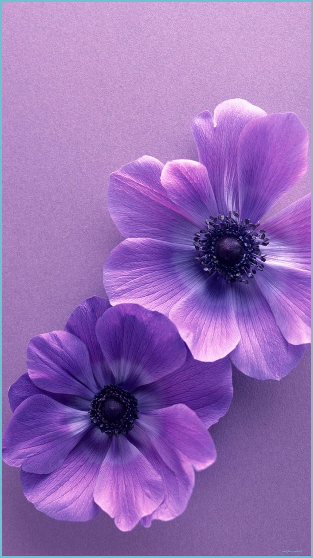 1047x1862 Purple Flower Wallpaper For iPhone 8D Wallpaper Bunga Ungu Flower Wallpaper