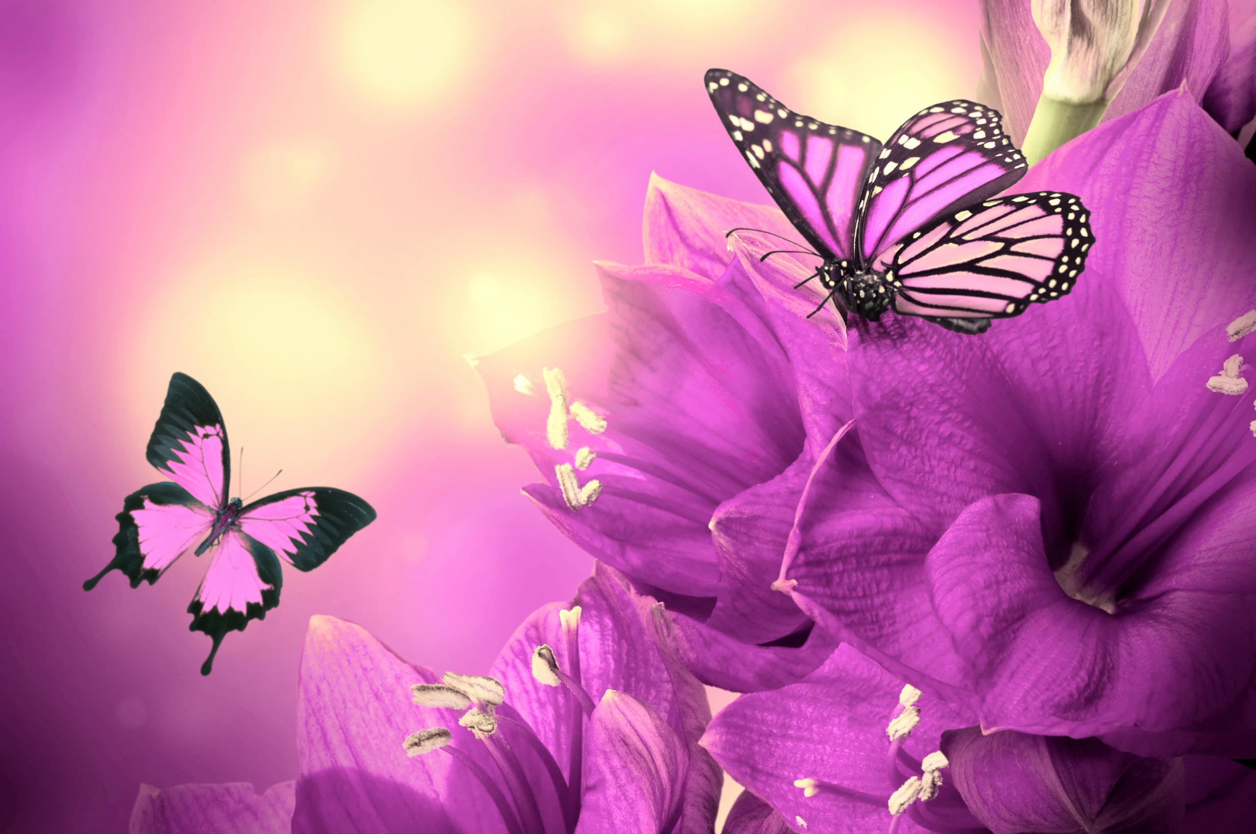 2560x1700 Free download Purple Flowers Butterflies HD Wallpaper [2880x1800] for your Desktop, Mobile & Tablet. Explore Purple Rose Wallpaper for Desktop. Purple HD Wallpaper, Free Wallpaper of Purple Roses, Beautiful
