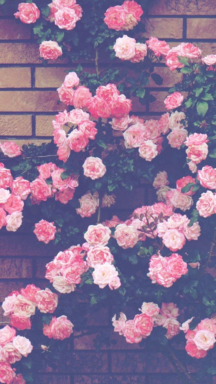 728x1294 Wallpaper HD: Aesthetic, Pink, Roses, Wallpaper, Wallpaper