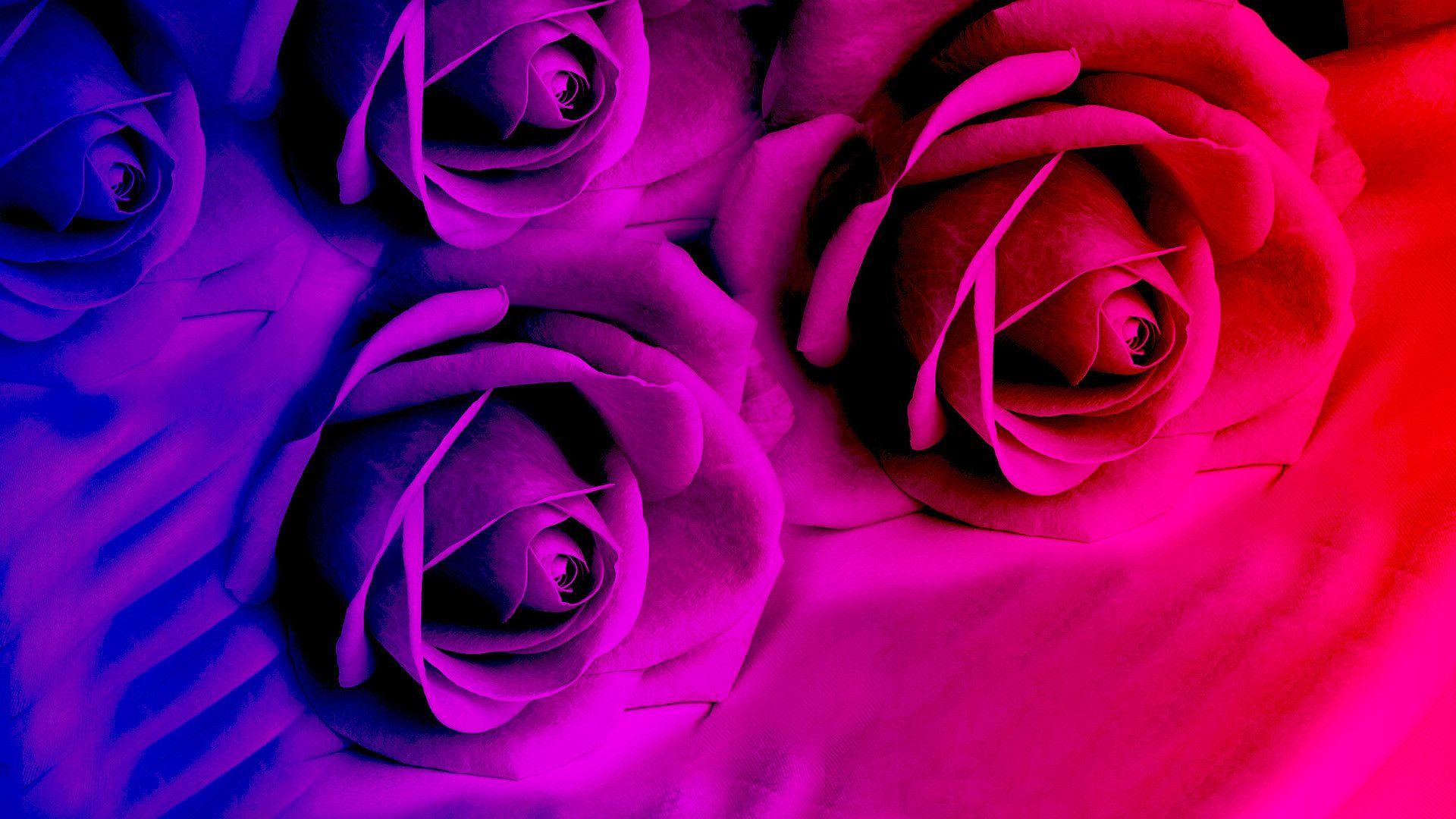 1920x1080 Purple Roses Desktop Wallpaper