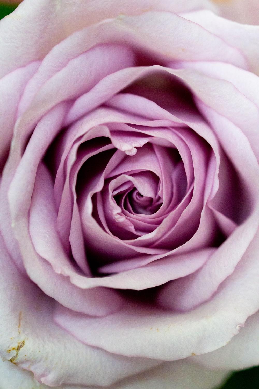 1000x1500 Purple Rose Picture. Download Free Image