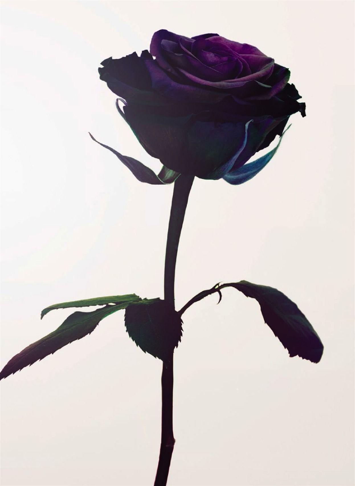 1246x1703 Single Purple Rose Wallpaper, HD Single Purple Rose Background on WallpaperBat