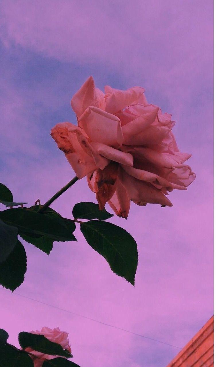 753x1280 VSCO Purple Wallpaper 2020