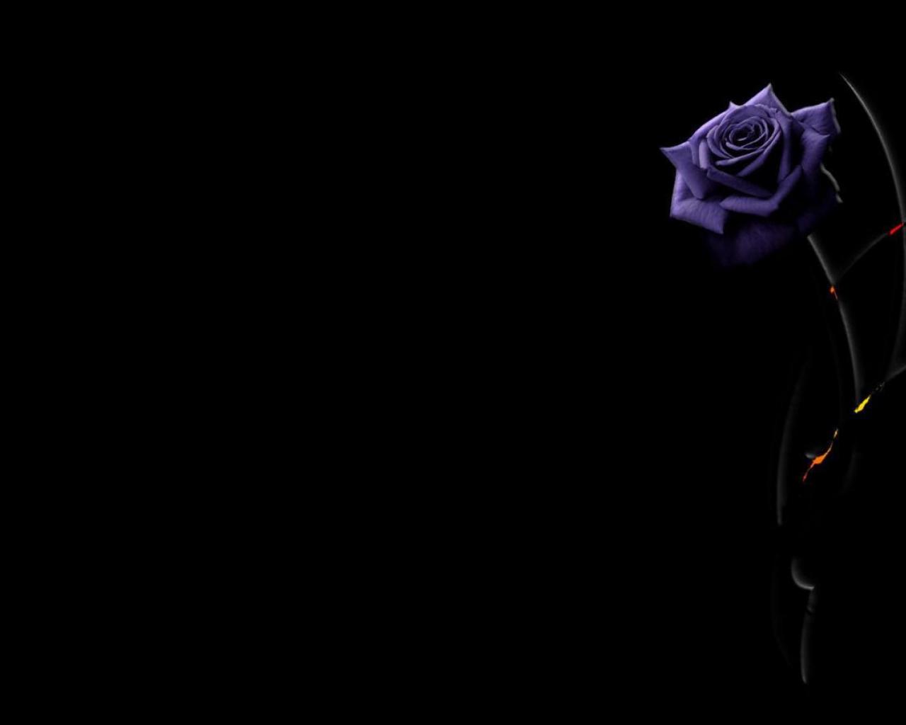 1280x1024 Free download purple rose on a black background wallpaper and image wallpaper [1920x1080] for your Desktop, Mobile & Tablet. Explore Roses With Black Background. Black Rose Wallpaper, Black and