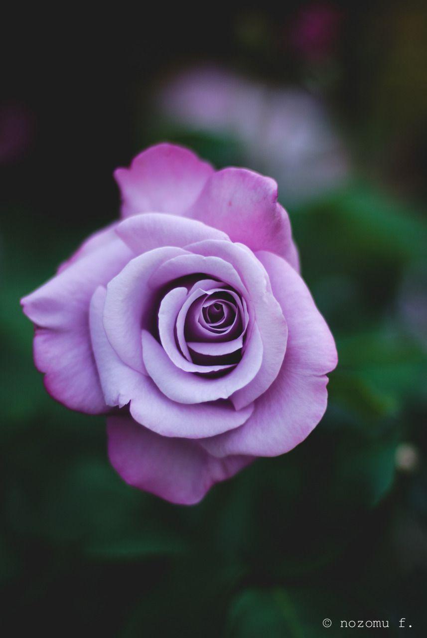 857x1280 √ Purple Roses Tumblr