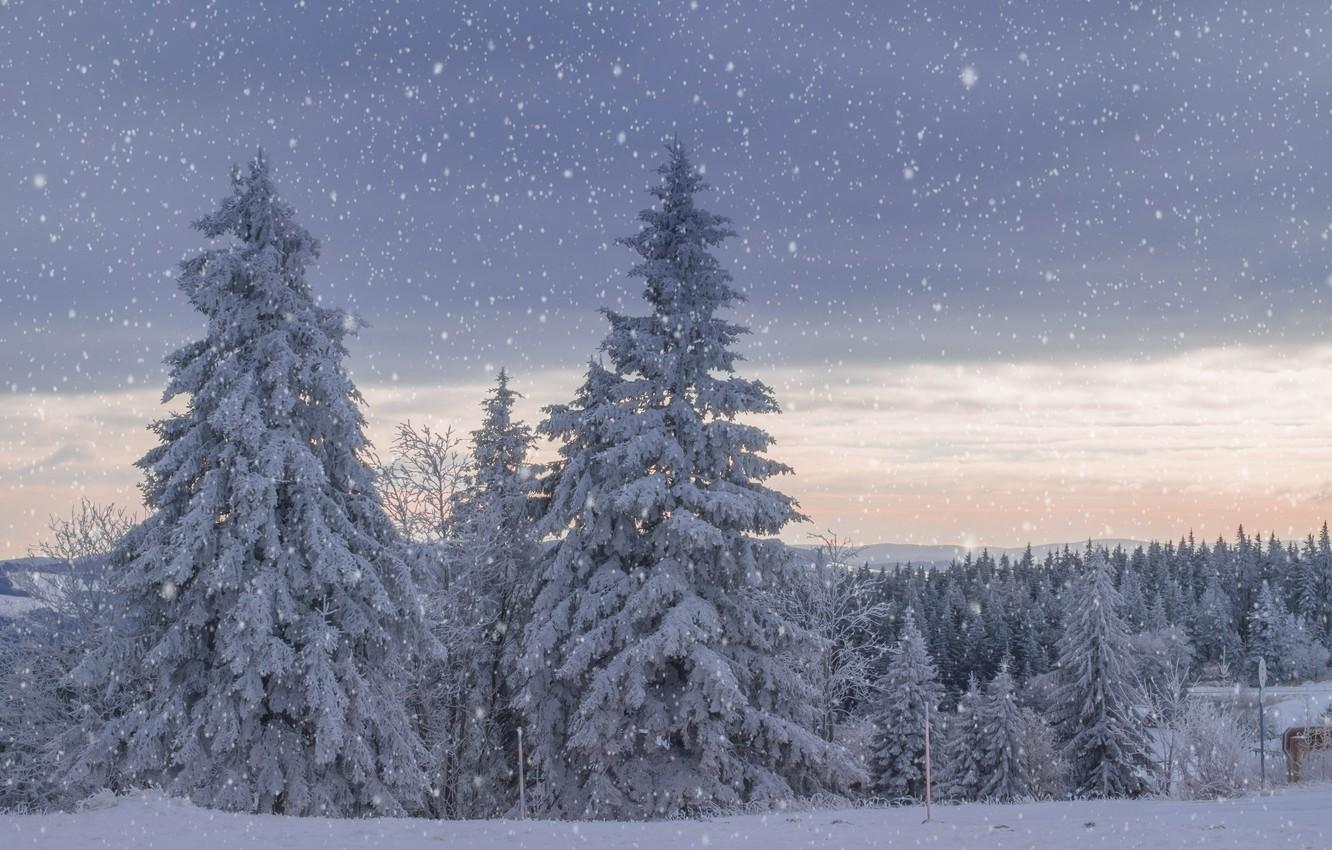 1332x850 Wallpaper winter, snow, landscape, spruce, snowfall image for desktop, section пейзажи