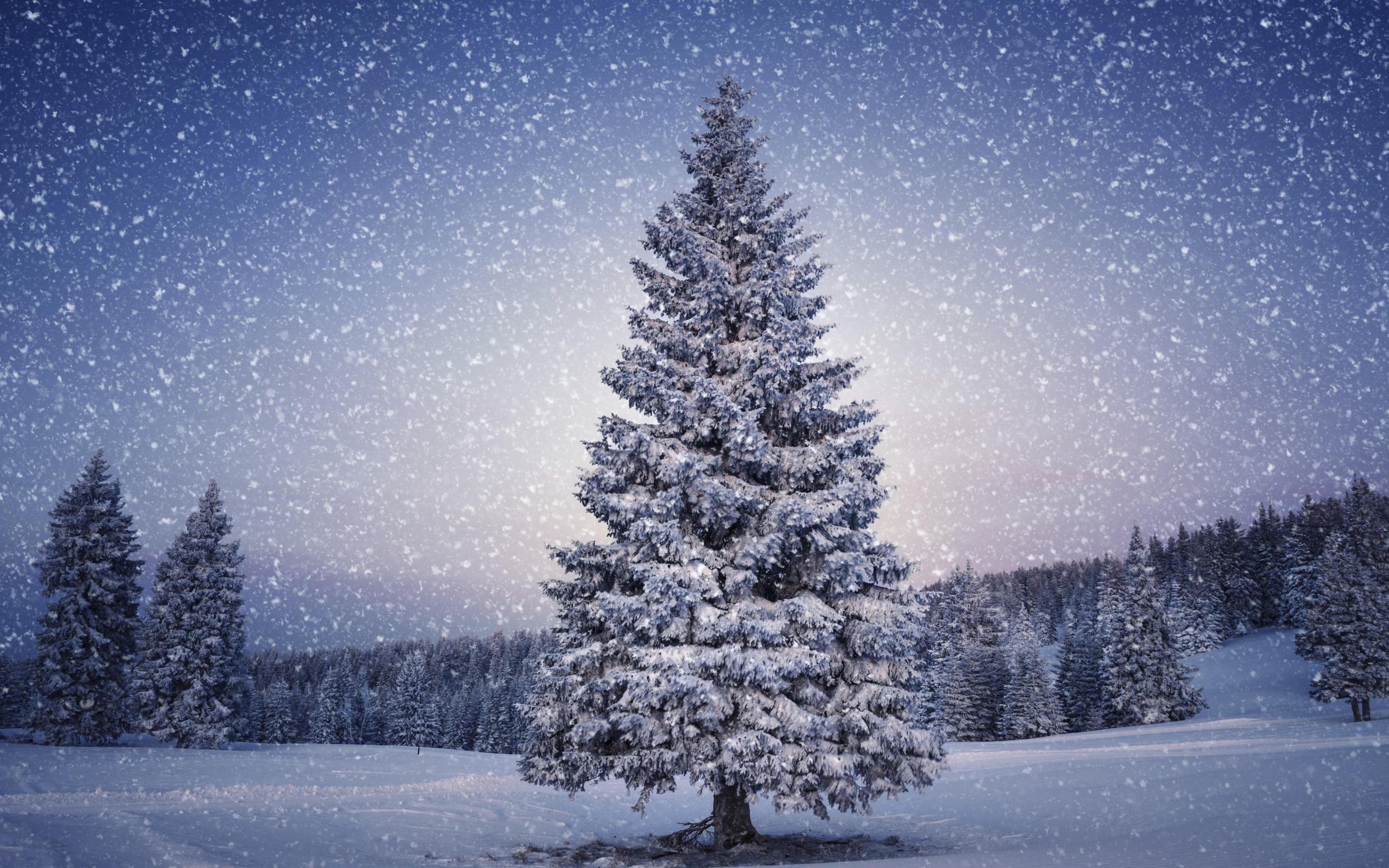 2560x1600 #Winter, #Snowfall, #Pine trees. Mocah HD Wallpaper