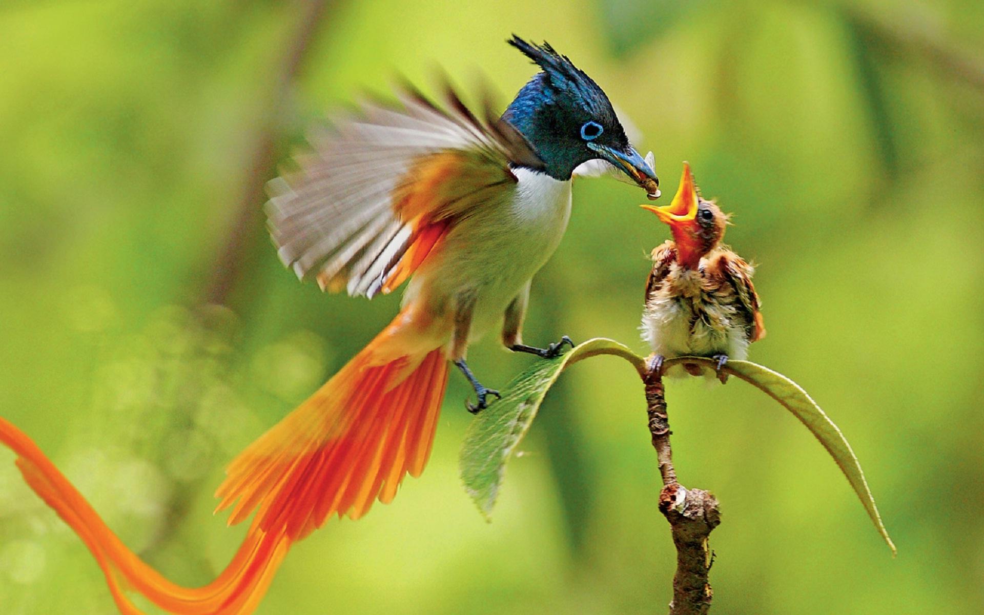 1920x1200 Animal Asian Paradise Flycatcher Baby Animal Bird Branch Colorful Wallpaper:1920x1200