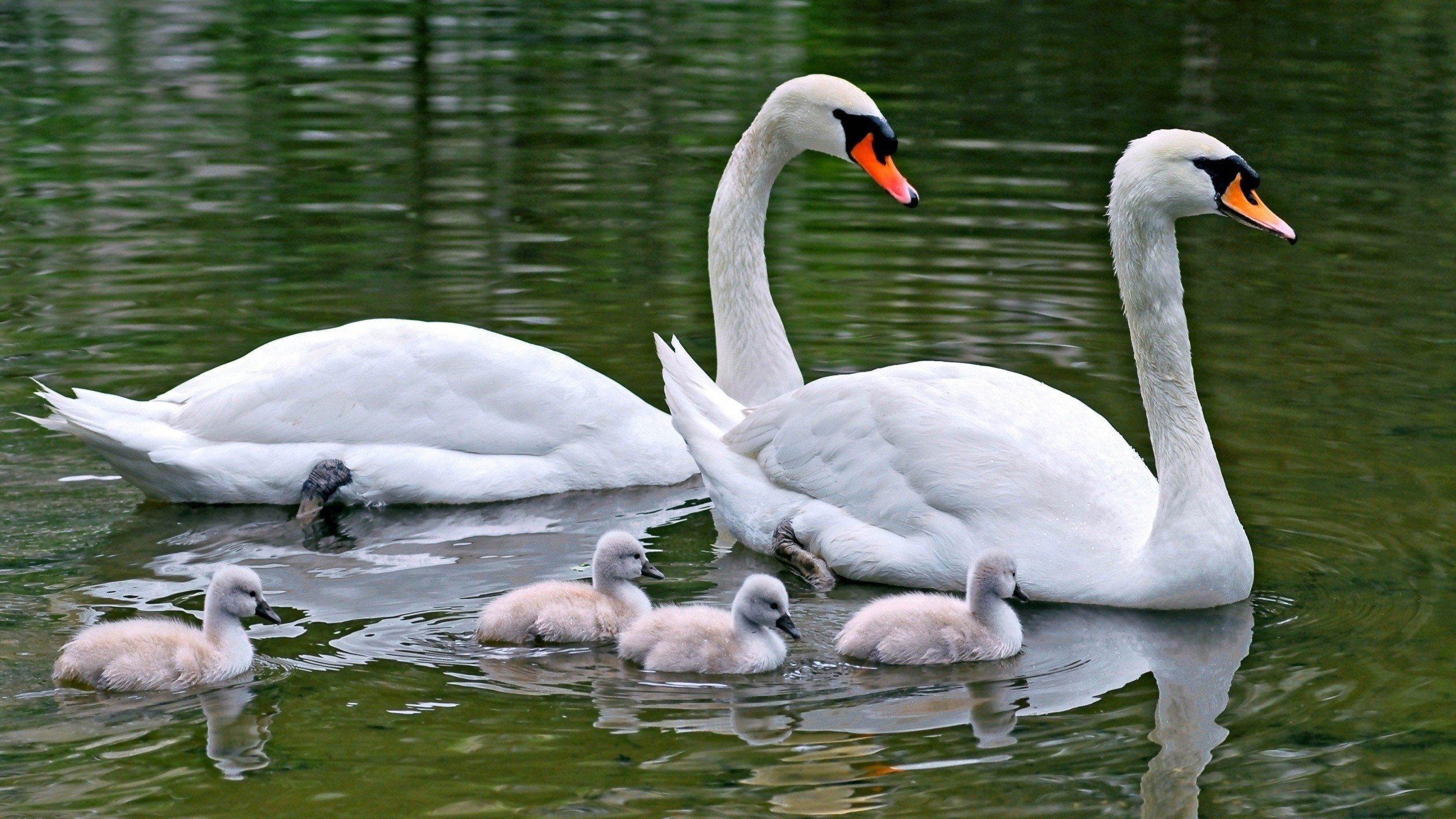2560x1440 water, Birds, Family, Animals, Swans, Baby, Birds Wallpaper HD / Desktop and Mobile Background