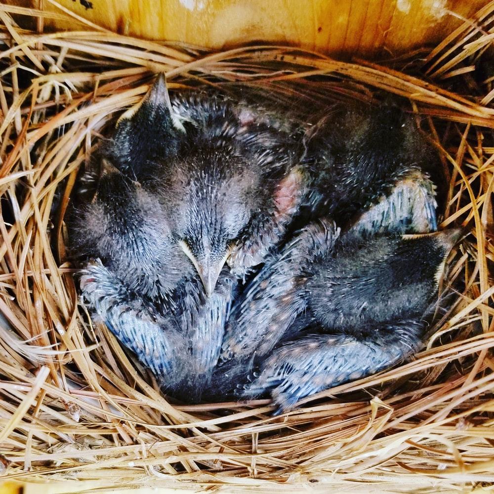 1000x1000 Baby Bird Picture. Download Free Image