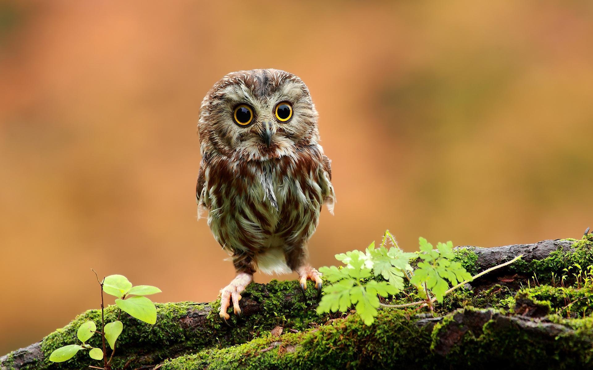 1920x1200 Owls Wallpaper and HD Background free download on PicGaGa