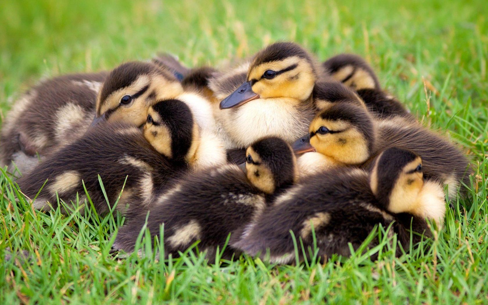1680x1050 Birds, Small Ducks Baby Heating Each Other Wallpaper For Deskx1200 :