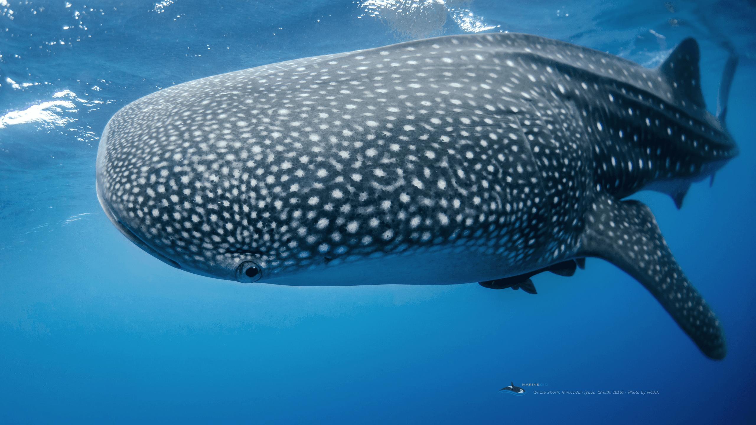 2560x1440 Wallpaper MarineBio Conservation Society