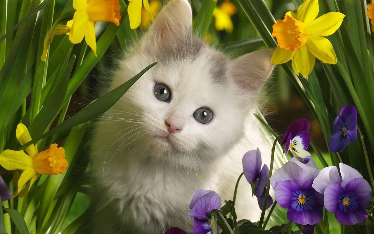 1280x800 Spring Kittens Desktop Wallpaper