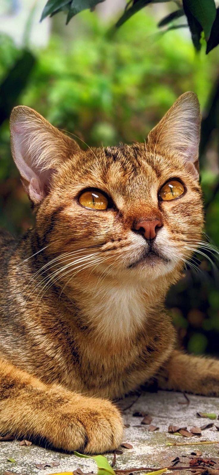 736x1592 Cute Cat Wallpaper