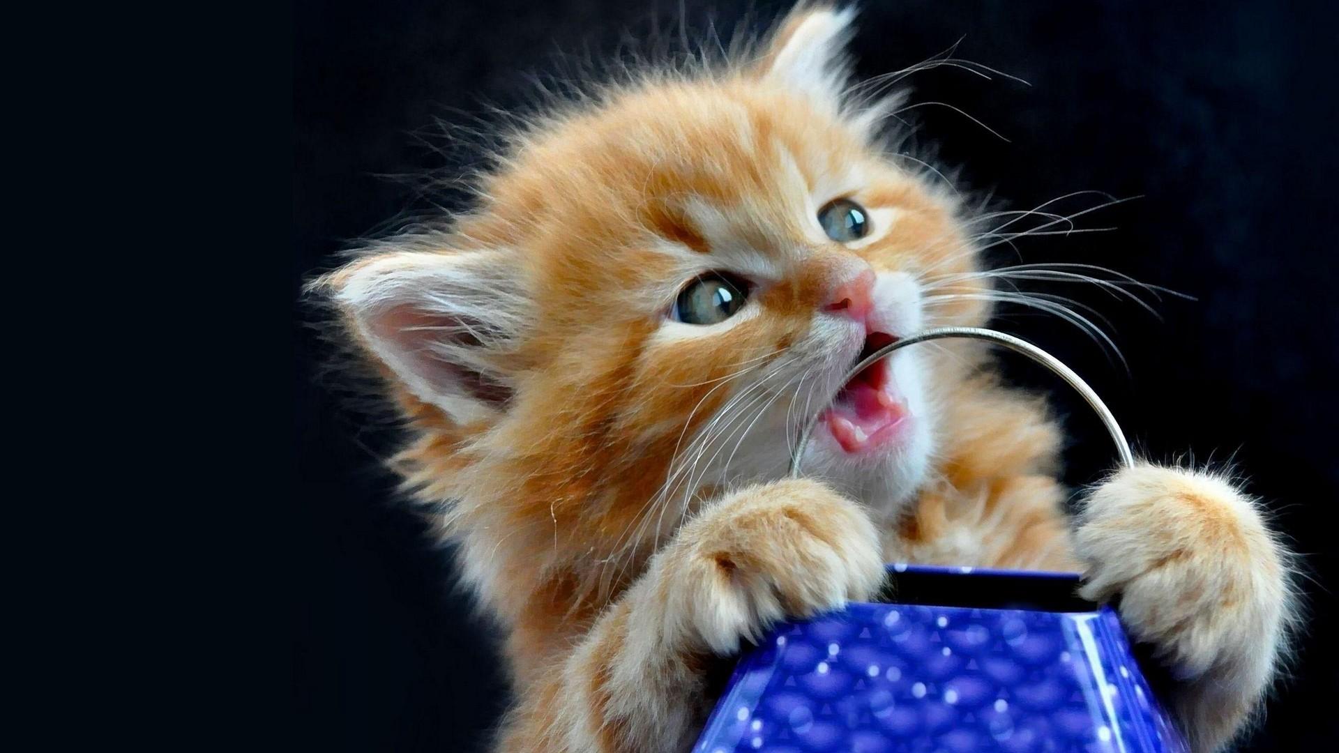 1920x1080 Cute Cat Wallpaper For Desktop Cute Wallpaper