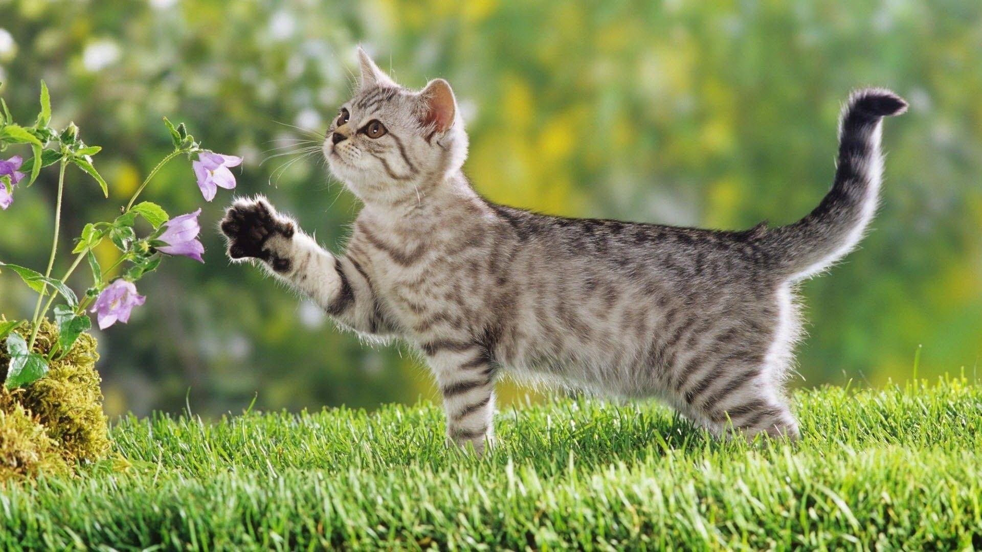 1920x1080 Cats Spring Wallpaper