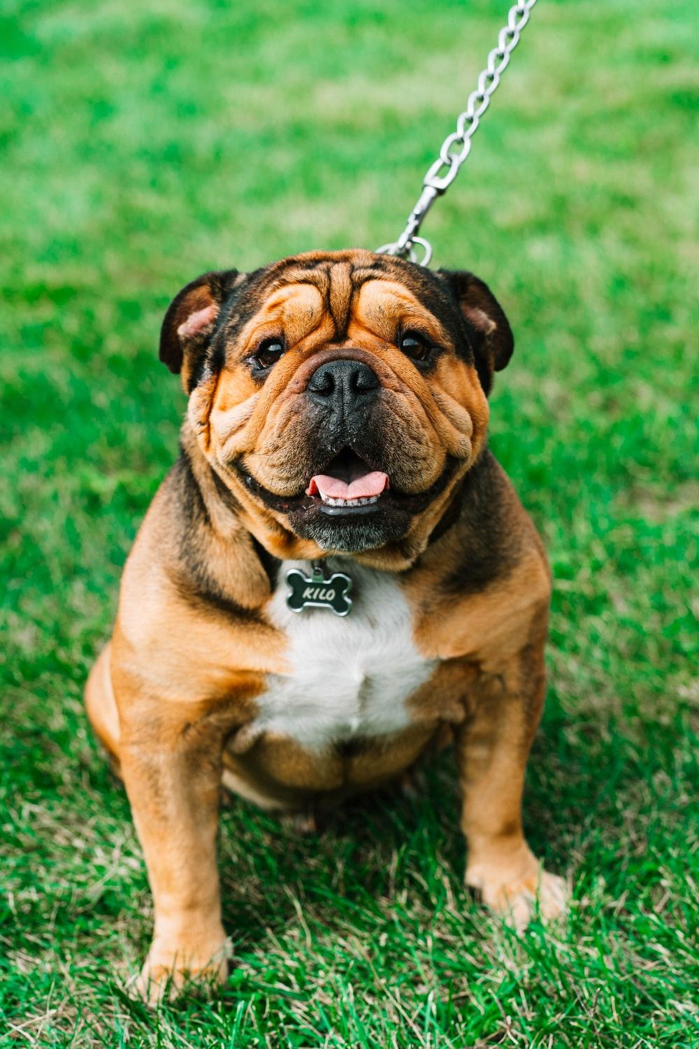 1000x1500 Bulldog Picture. Download Free Image