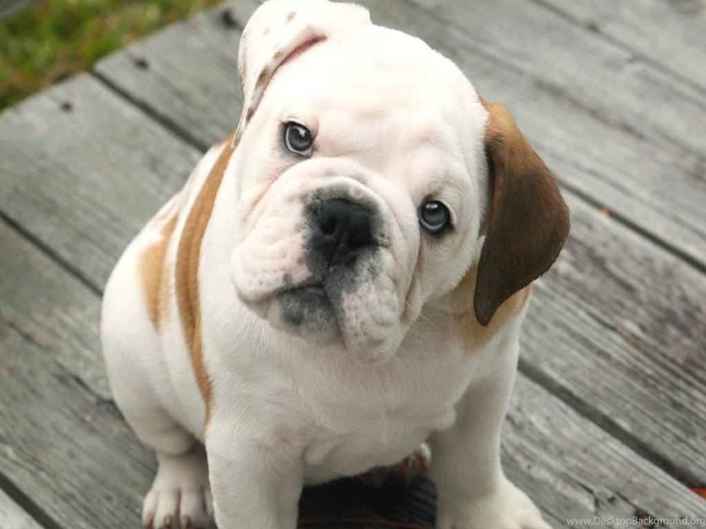 1024x768 Cute English Bulldog Wallpaper Free Choice Wallpaper : Free Choice. Desktop Background