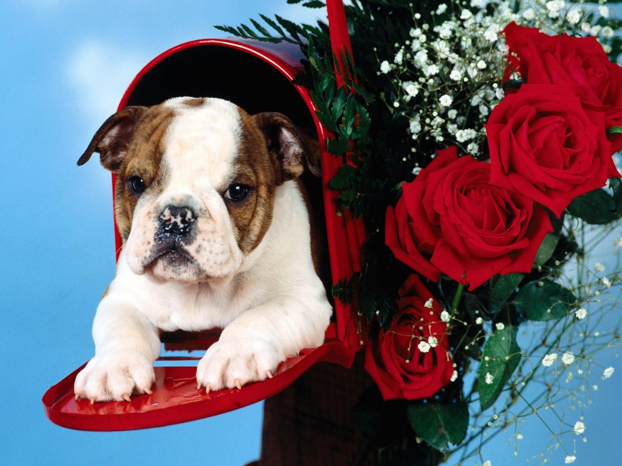 2048x1536 Cute English Bulldog Puppy Wallpaper Free HD Downloads