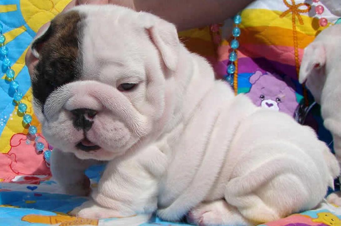 1091x725 Bulldog Puppies Wallpaper