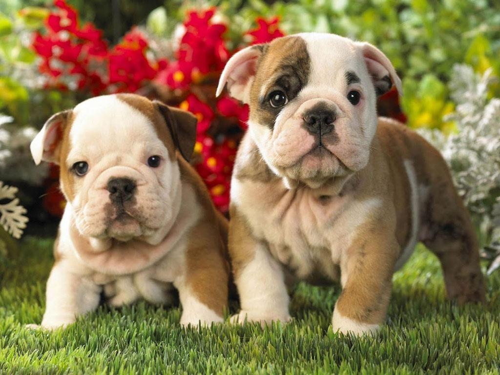 1024x768 Dr. Goodpet on Twitter. English bulldog puppies, Bulldog puppies, Cute bulldog puppies