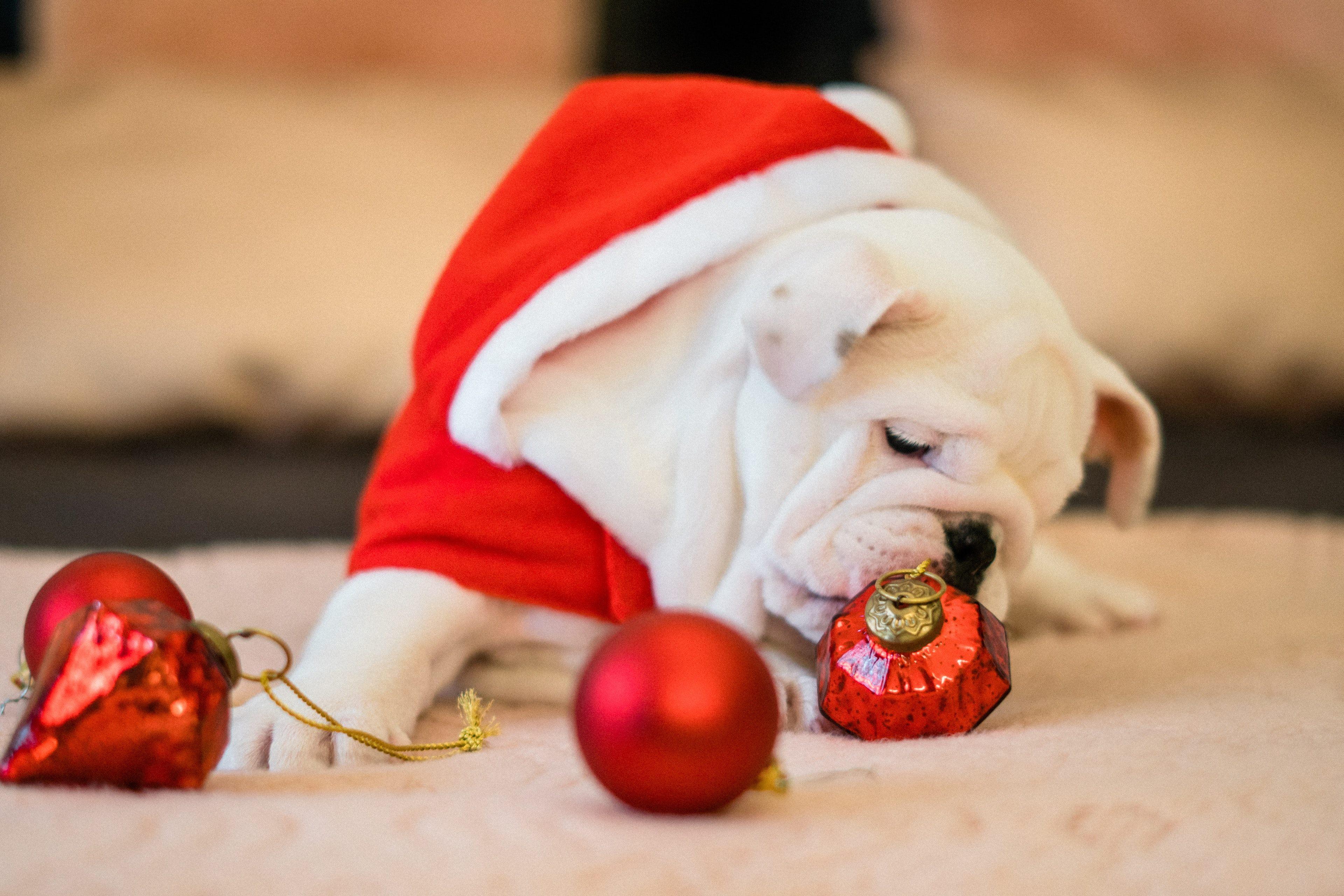 3840x2560 English Bulldog Wallpaper