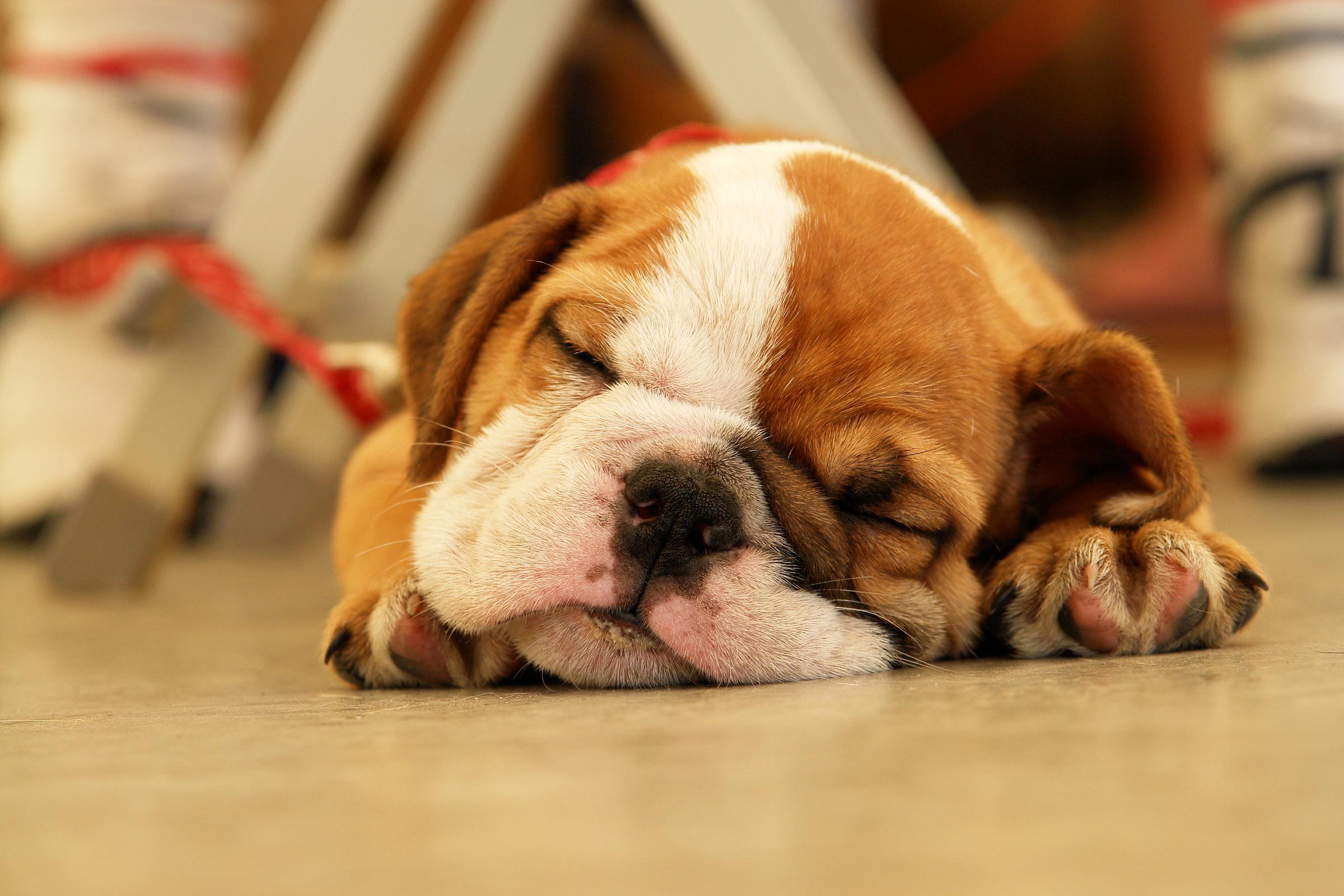 2400x1600 Bulldog Puppies Computer Wallpaper